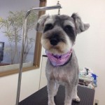 シュナウザー　チップ君２６７